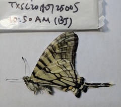 Graphium mandarinus