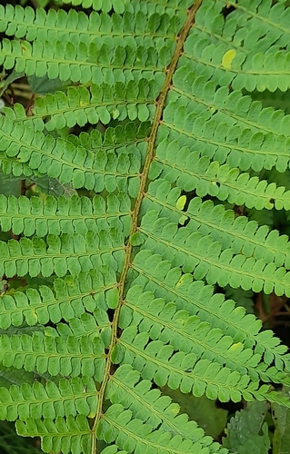 Polystichum platyphyllum observed 2024-05-01