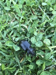 Carabina