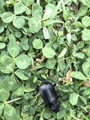 Carabina