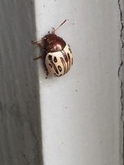 Zygogramma heterothecae