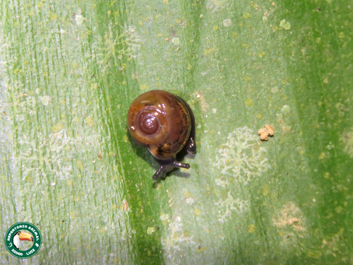 Jumping Snail