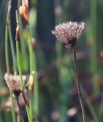 Hermas ciliata