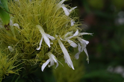 Justicia croceochlamys, photograph 5
