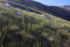 Hermas ciliata