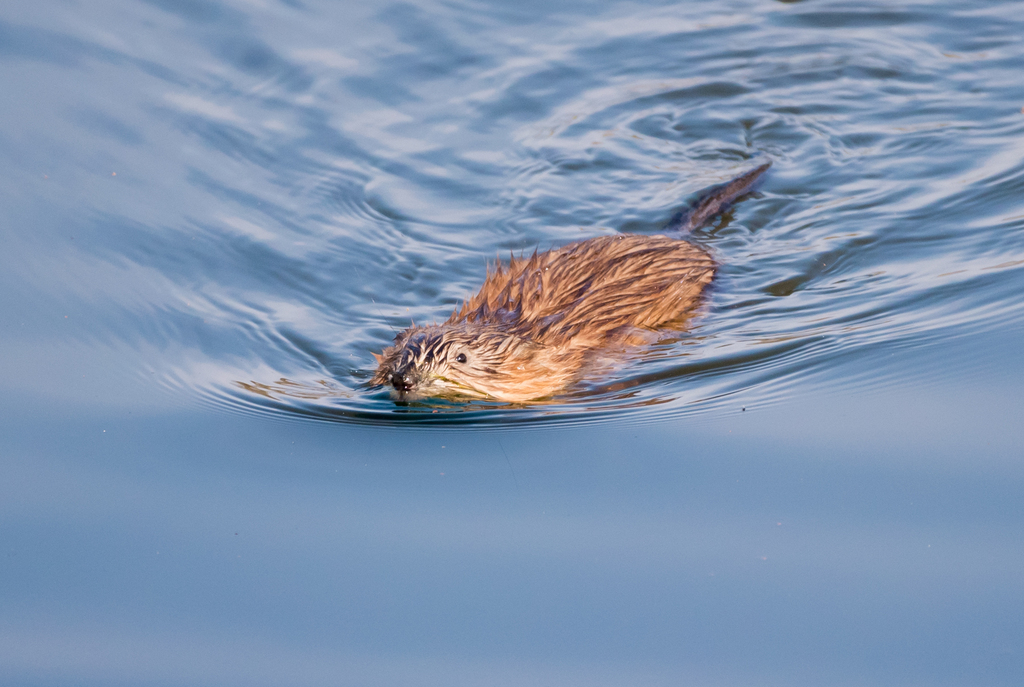 Muskrat from Blendon Woods Metro Park, Columbus, OH, USA on March 14 ...