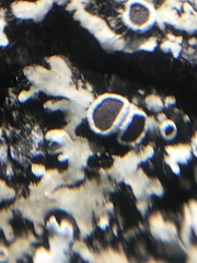 Phaeophyscia hirtella