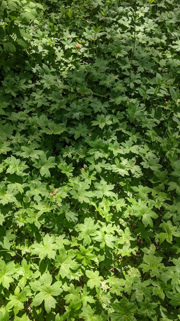 Broad-leaf Waterleaf in May 2024 by Claire Ciafré · iNaturalist