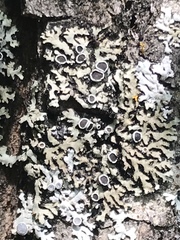 Phaeophyscia hirtella