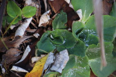 Hermas ciliata