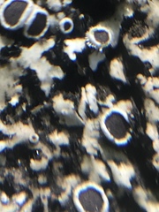 Phaeophyscia hirtella