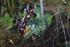 Hermas ciliata