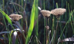 Hermas ciliata
