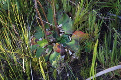 Hermas ciliata