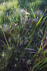 Hermas ciliata