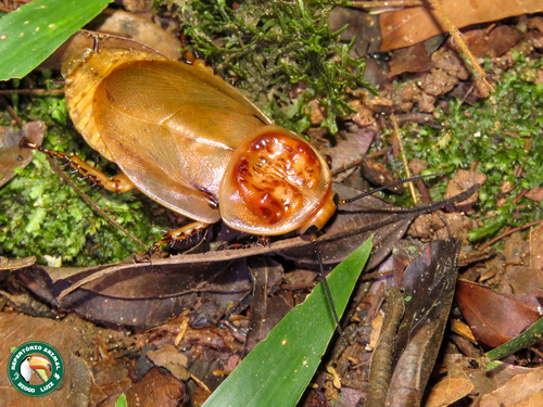 Hormetica laevigata