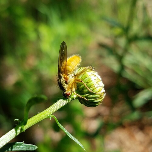 Golden Dung Fly photo 5