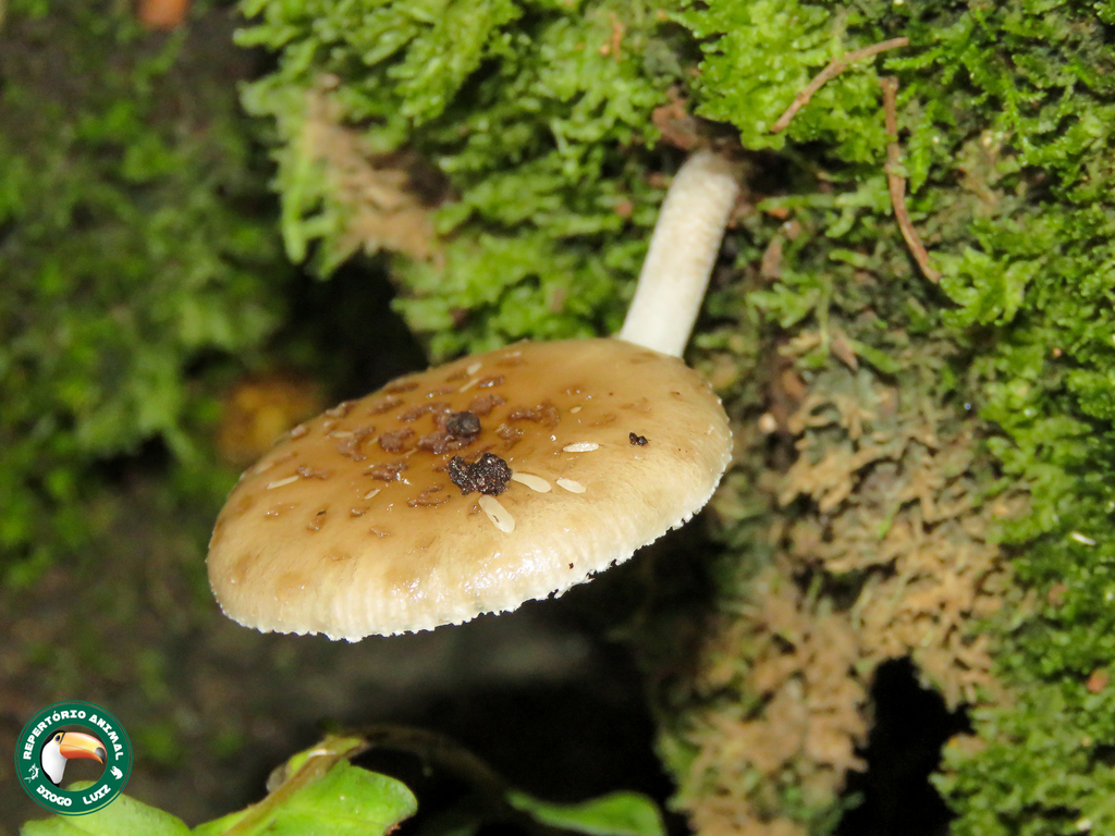 Oudemansiella cubensis · April 2023 · photo: © diogoluiz (iNaturalist, cc-by)