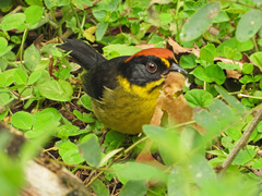 Bolivian Brush Finch photo 5