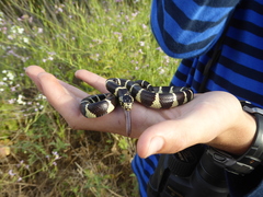 Rena humilis humilis