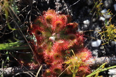 Drosera esterhuyseniae