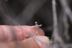 Phacelia grandiflora