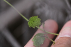 Phacelia grandiflora
