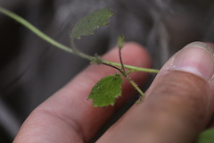 Phacelia grandiflora