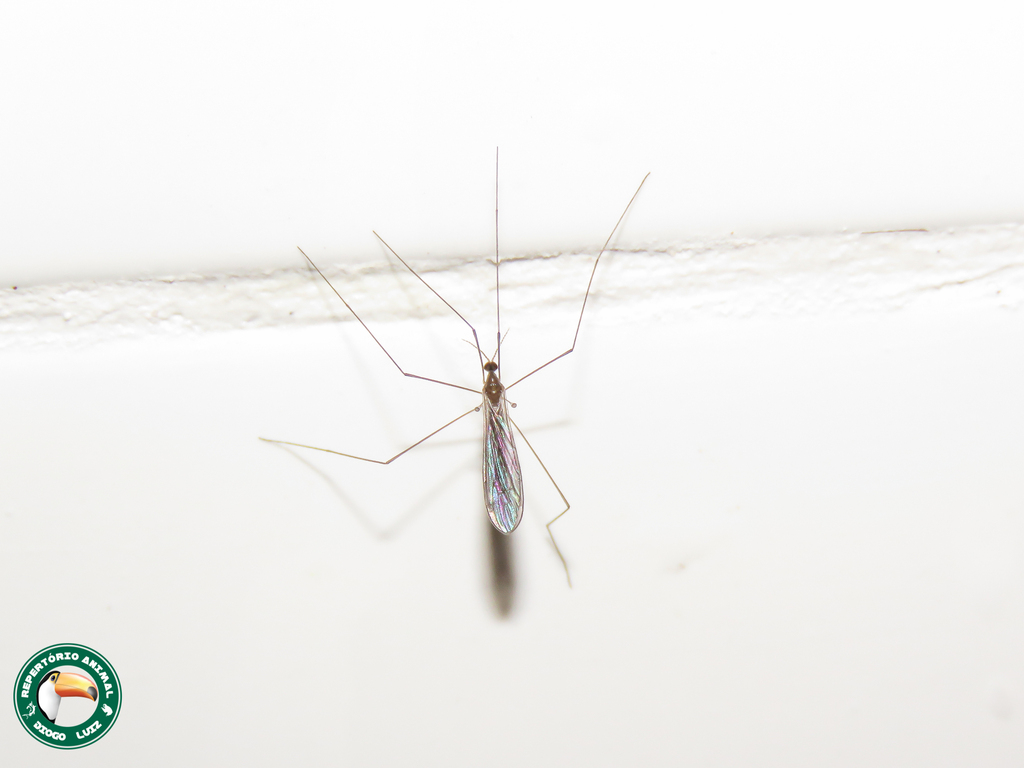 Dicranomyia capitonius