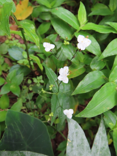 Image of Gibasis pellucida by no rights reserved