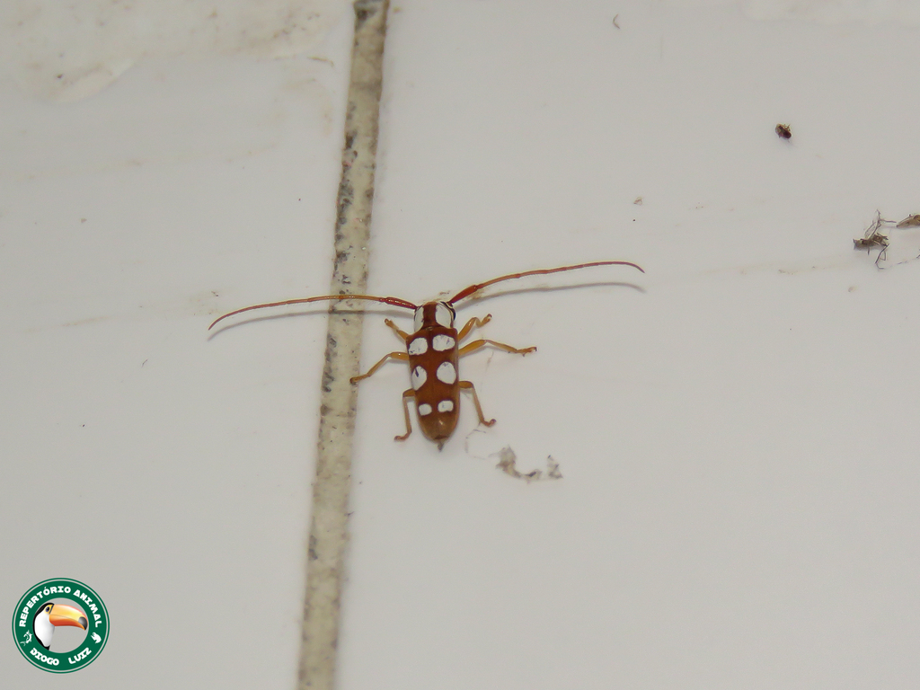 Adesmus sexguttatus