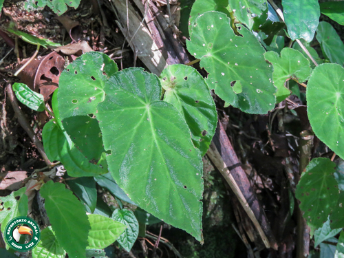 Begonia declinata