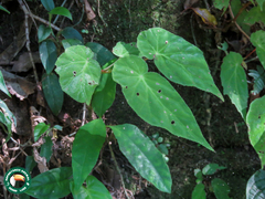Begonia declinata, photograph Diogo Luiz, CC BY, iNaturalist via GBIF