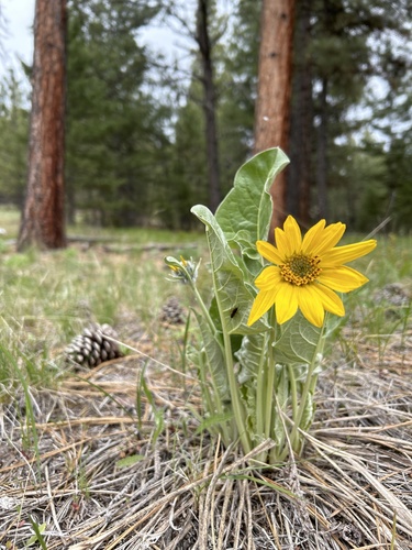 iNaturalist observation 2024-05-01