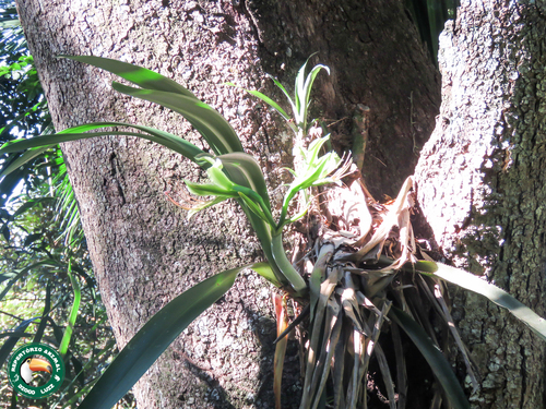 Hippeastrum calyptratum, photograph 1