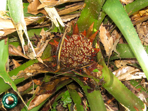 Wittrockia superba, photograph 5