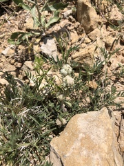 Astragalus nuttallianus austrinus
