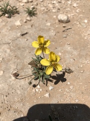 Senna pumilio