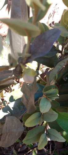 Foto de Araticum-do-cerrado