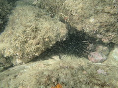 Echinometra vanbrunti