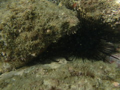 Echinometra vanbrunti