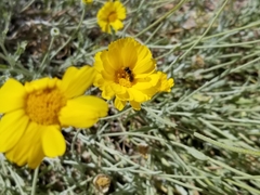 Baileya multiradiata