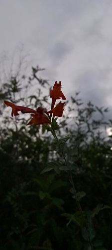 Tecoma rosifolia (Tecoma rosifolia)