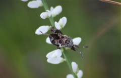 Merocoris curtatus