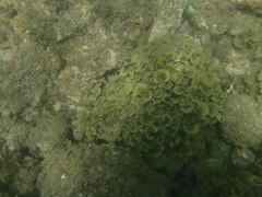 Padina durvillei