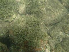 Padina durvillei