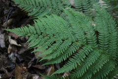 Athyrium