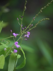 Desmodium psilophyllum