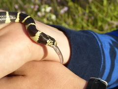 Rena humilis humilis