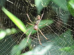 Trichonephila clavipes